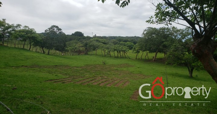 Venta de finca de alta densidad, La Guácima, Alajuela